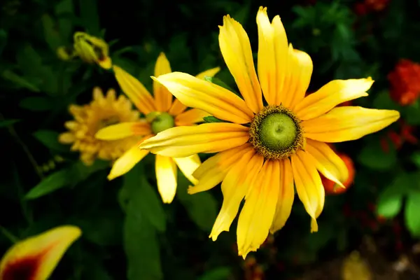 Bahçedeki sarı çiçekler.