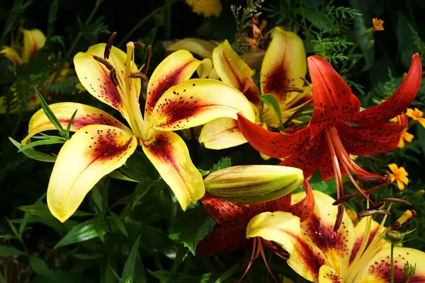 Sarı yapraklı kırmızı zambak çiçekleri