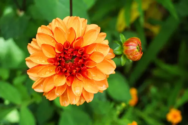 Bahçedeki güzel çiçekler