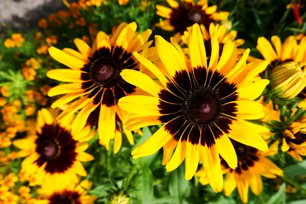 Güzel çiçeklerin güzel manzarasını kapat.