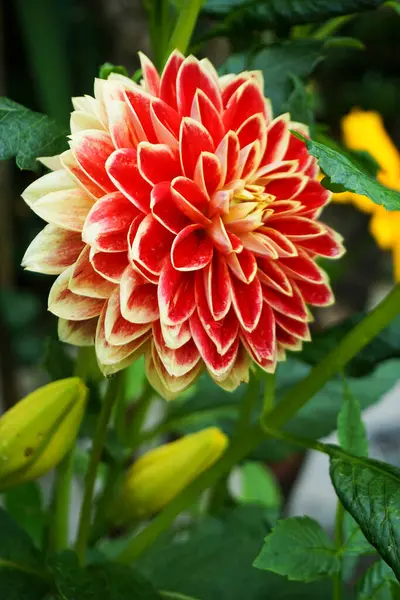 Güzel sarı yıldız çiçeği bahçe