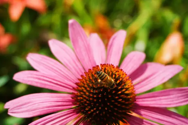 Bahçedeki güzel pembe çiçekler