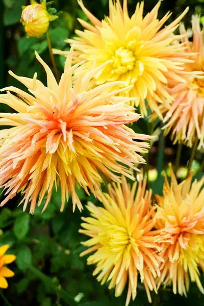 Güzel portakal kasımpatı çiçeğine yaklaş..