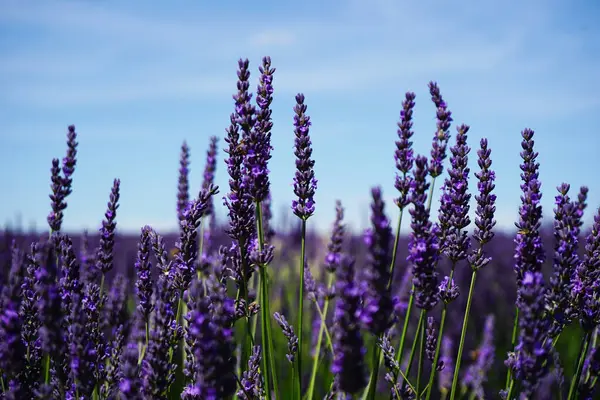 Lavanta çiçeği, yakın
