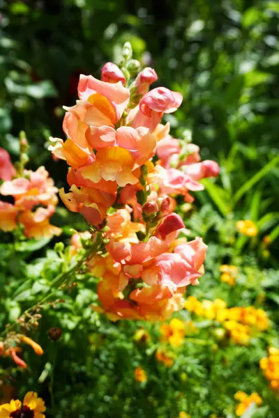 Bahçedeki güzel çiçekler