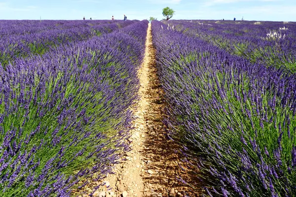 Provence 'de bir lavanta tarlası