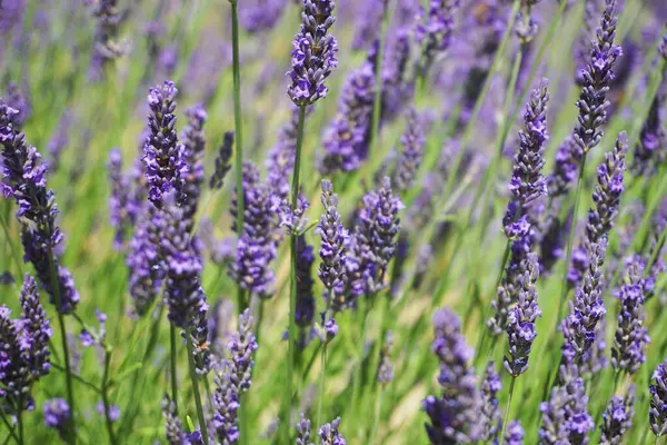 bahçede lavanta çiçek çiçeklenme