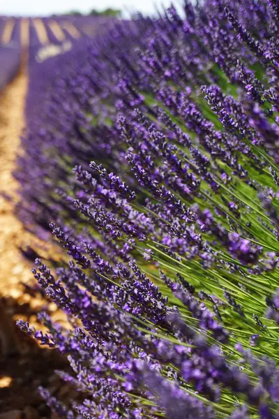 Provence 'deki güzel lavanta tarlaları