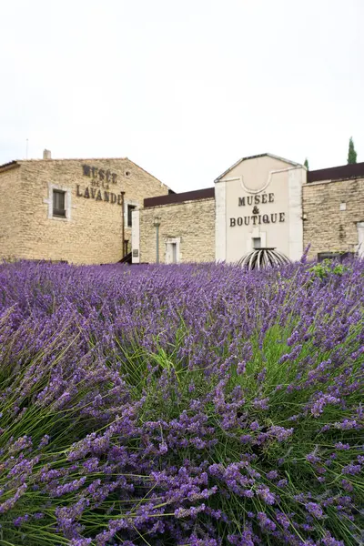 Lavanta çiçekleri, Provence, Fransa
