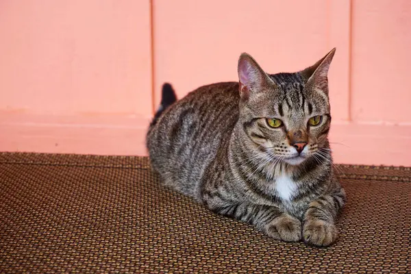 pembe bir arka plan üzerinde kedi 