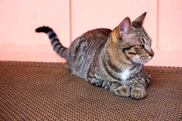 Tekir kedicik kanepede yatıyor.