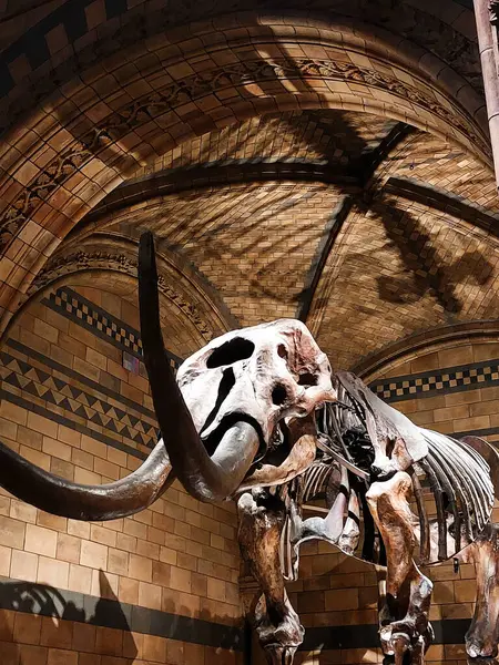 Londra 'daki Doğal Tarih Müzesi