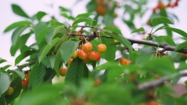 Ağaçlarda kırmızı kiraz, yeşil yapraklarda olgun böğürtlen. Organik meyveler. Yüksek kalite 4k görüntü