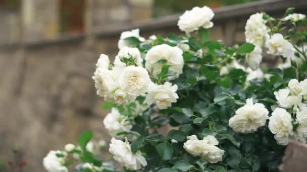 Rosas Blancas Creciendo Jardín Primer Plano Los Rosales Blancos Rosas — Vídeo de stock
