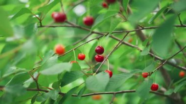 Ağaçlarda kırmızı kiraz, yeşil yapraklı olgun böğürtlen. Yaz meyve hasadı. Yüksek kalite 4k görüntü
