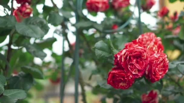 Bellissimo Cespuglio Rose Rosse Giardino Estivo Belle Rose Fresche Nella — Video Stock