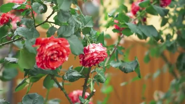 Bellissimo Cespuglio Rose Rosse Giardino Estivo Belle Rose Fresche Nella — Video Stock