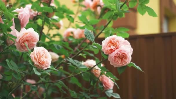 Silmut Vaaleanpunainen Kiipeilyä Ruusuja Kuumana Kesäpäivänä Puutarhassa Lähellä Taloa Laadukas — kuvapankkivideo