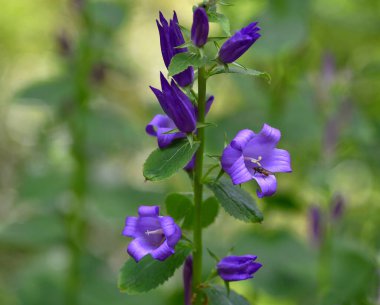 Canlı bir mor çan çiçeğinin (Campanula), yumuşak yeşil bokeh arka planına kurulmuş küçük bir böceğin nektar topladığı yakın plan. Sıcak bir yaz günü doğal bir Alp çayırında yakalanan bu resim kır çiçeklerinin narin güzelliğini vurgular.
