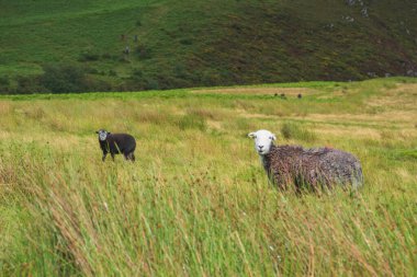 Göl Bölgesi 'nde Herdwick Koyunu