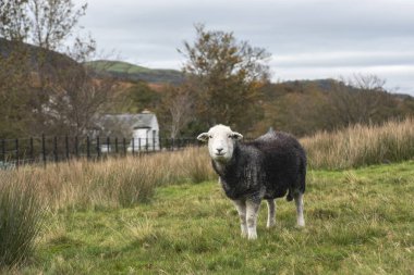 Göl Bölgesi 'nde Herdwick Koyunu