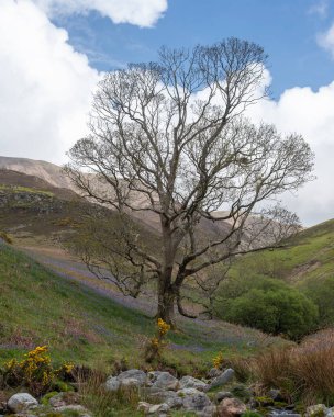İngiliz kırsalındaki bir tarlada ağaç.