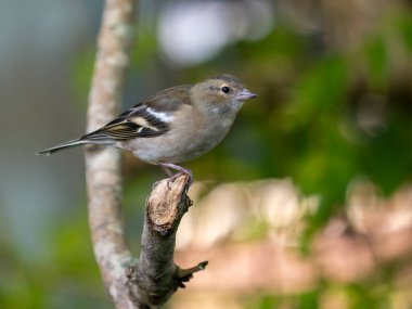Yumuşak tüylü sıradan bir papatya ağacı dalı üzerinde duruyor ve güzel doğal ışığı yansıtıyor. Orman sakinliğinin özünü yakalıyor.