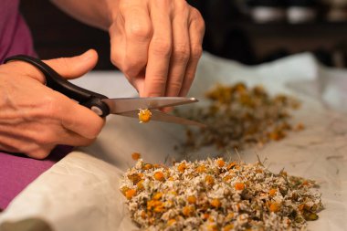 Yaşlı bir kadının cılız elleri kurumuş papatya çiçekleri kesiyor. Doğal çay, zanaat ve halk tıbbı teması. 