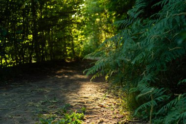 Altın güneş ışığıyla aydınlatılan orman yolu huzurlu ormanlık alanlara açılıyor. Kaçış, doğa yürüyüşleri, sükunet ya da doğal güzellik temaları için mükemmel..