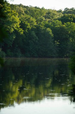 Bereketli bir orman sakin göl sularına güzel bir şekilde yansıyarak sakin bir dikey manzara yaratır. Doğa, sükunet, çevre ya da arka plan temaları için idealdir. Çarpıcı doğal ayna.. 