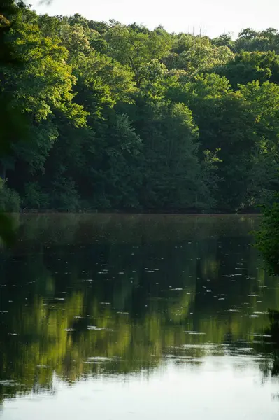 Bereketli bir orman sakin göl sularına güzel bir şekilde yansıyarak sakin bir dikey manzara yaratır. Doğa, sükunet, çevre ya da arka plan temaları için idealdir. Çarpıcı doğal ayna.. 