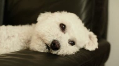 Sıkılmış ve uykulu beyaz Bichon Frise siyah bir sandalyede yatıyor. Dinlenenler, köpeklerin yalnızlığı ve sadakat. Yüksek kaliteli FullHD görüntüler