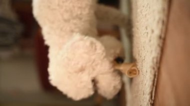 Beyaz kıvırcık bir Bichon Frise halıyı kemiriyor. Hayvan bakımı, eğitimleri ve hala hayatla ilgili konular. Yüksek kaliteli FullHD görüntüler