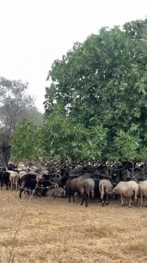 Yunanistan 'ın Thassos Adası' ndaki bir incir ağacının altındaki çayırda bir koyun ve keçi sürüsü. Tarım, çiftlik hayvanları ve çevre konuları. Dikey video. Yüksek kaliteli FullHD görüntüler