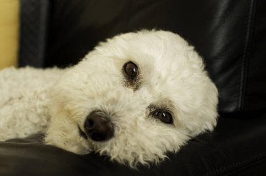 Pofuduk bir Bichon Frises yüzü büyüleyici bir yakın çekim, düşünceli siyah bir deri koltuk üzerinde dinleniyor. Evcil hayvan sevgisi, rahatlık ve sakin ev ortamları için ideal..