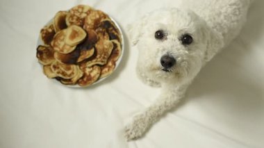 Temiz beyaz bir yüzey üzerinde büyük bir tabak leziz gözlemenin yanında duran safkan bir bizon frizinin geniş bir görüntüsü. Köpek büyük bir ilgiyle yiyeceğe bakar. Tam HD görüntüler.