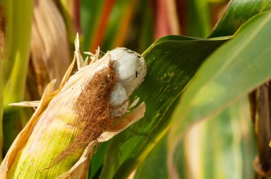 Büyük beyaz Ustilago Maydis 'e sahip olgun bir mısır bitkisi. Bir tarladaki yeşil yaprakların arasında mısır lapası yetişiyor. Enfeksiyonun etkilerini gösteriyor. Bitki bilimi ve eğitim temaları için iyidir.