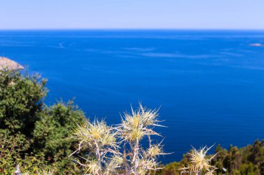 Çarpıcı kaya oluşumları ve yoğun yeşillik içeren engebeli bir kıyı şeridi. Derin mavi deniz, Türkiye 'de seyahat, doğa veya coğrafya kavramları için ideal parlak, berrak bir gökyüzü altında eğimli kayalıklarla buluşur.