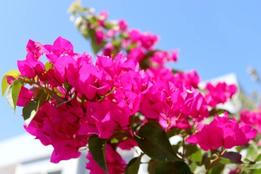Keskin odaklı parlak pembe bougainvillea çiçekleri bulanık arkaplan ve açık mavi gökyüzü. Akdeniz çiçekleri, yaz ve sıcaklığın sembolü olan güneş ışığında yakalanır..