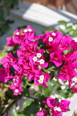 Beyaz merkezli parlak mor bugainvillea çiçeklerinin doğal güneş ışığıyla çekilmiş ayrıntılı makro görüntüleri. Keskin yapraklar ve zengin yeşillik tropikal güzelliği vurgular..