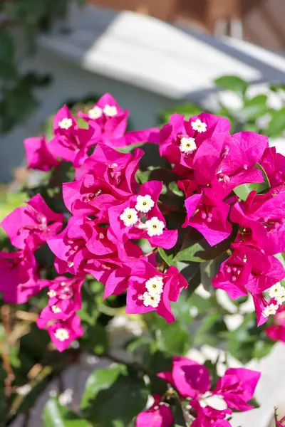 Beyaz merkezli parlak mor bugainvillea çiçeklerinin doğal güneş ışığıyla çekilmiş ayrıntılı makro görüntüleri. Keskin yapraklar ve zengin yeşillik tropikal güzelliği vurgular..