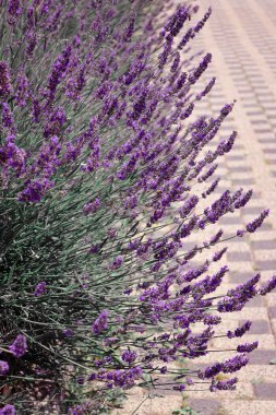 Asfaltlı bahçe yolu boyunca uzanan yemyeşil lavanta çalıları. Canlı mor çiçekler, yürüyüş yolunun geometrik deseniyle çok güzel tezat oluşturuyor..