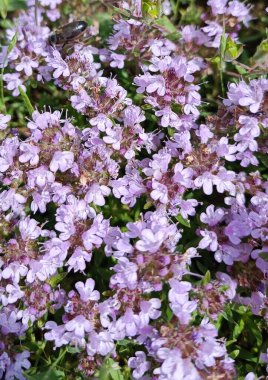 Dağlık bir çayırda taze açan yabani kekik (Thymus serpilllum). Bu aromatik bitki bitki çayı ve geleneksel tıpta şifalı özellikleri için kullanılır..