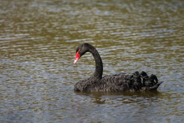 Büyüleyici bir siyah kuğu olan Cygnus atratus Avustralya 'daki sakin bir gölde zarifçe süzülür. Çarpıcı kırmızı gagasıyla zarif kuş, doğal güzelliği ve zarafeti yansıtan bir sükunet anında yakalanır..