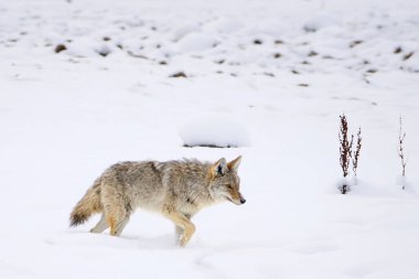 Yalnız bir çakal (Canis latrans) zarif bir şekilde karla kaplı bir çölde manevra yapar. Bu görüntü, sert kış koşulları altında sakin beyaz bir zemin üzerine kurulmuş vahşi yaşam adaptasyonunun ve hayatta kalmanın özünü yakalar. Çakalın kürkü harmanlanır.