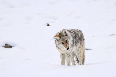 Güzel bir çakal (Canis latrans) doğal karlı ortamında. Görüntü, kışın vahşi yaşamın özünü yakalıyor. Çakalın kalın kürkü ve kar altındaki hareketlerini dinlerken tetikte duruşu, sert ama sakin bir enviri yansıtıyor.