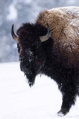 Bir Amerikan bizonunun (bizon bizonu) çarpıcı bir görüntüsü karlı bir ortamda yaklaştı. Bizonun engebeli, kalın kürkü, sert koşullarda dayanıklılığını ve görkemli varlığını vurgulayan kışın çevresiyle güzel bir tezat oluşturuyor. Mükemmel.