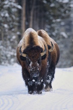 Güçlü bir bizon (Bizon bizonu), el değmemiş, karla kaplı bir ormanda yürür ve Kuzey Amerika 'nın vahşi hayatının dayanıklılığını ve güzelliğini somutlaştırır. Huzurlu kış arkaplanı bizonun görkemli varlığını artırıyor ve doğal ortamdaki zamansız bir anı yakalıyor.