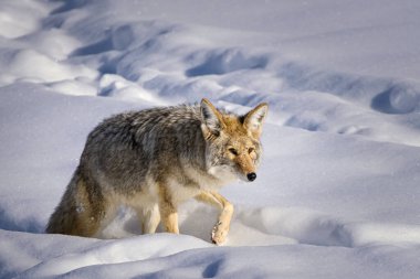Bir çakal (Canis latrans) av aramak için karlı bir arazide dolaşarak kış koşullarında uyum sağlayabilme ve esnekliğini ön plana çıkarır. Bu görüntü, el değmemiş kar zeminine karşı yalnız bir yırtıcının vahşi özünü yakalar.