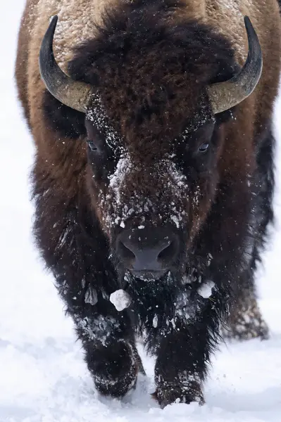 Güçlü bir bizon (bizon bizonu), kar taneleriyle kaplı bir arazide yürür. Bu yakın çekim, hayvanın kışın görkemli varlığını ve dayanıklılığını yakalar ve doğal yaşam alanına bir göz atar..